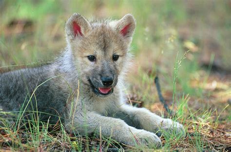 PUP .